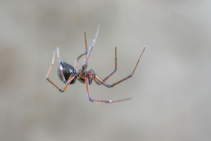 Allerta ragni cannibali sembrano insetti minuscoli pericolosissimi