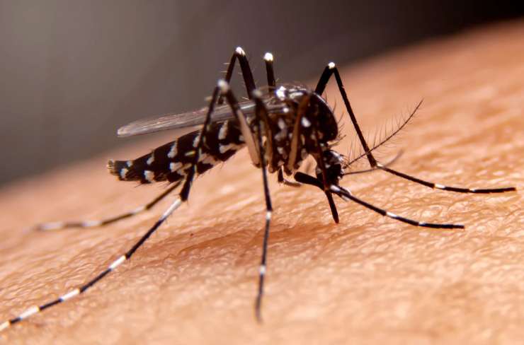 zanzara rischi